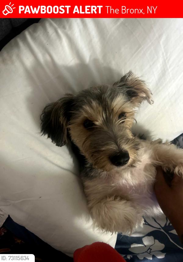 Lost Male Dog last seen Near salsa con Fuego , The Bronx, NY 10463