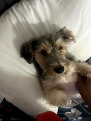 Lost Male Dog last seen Near salsa con Fuego , The Bronx, NY 10463
