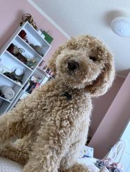 Reunited Male Dog last seen National Dr. 20151, Chantilly, VA 20151