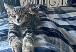 Lost Male Cat last seen Moor Lane, Salford, M7, Greater Manchester, England M7