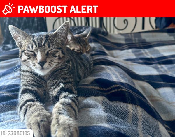 Lost Male Cat last seen Moor Lane, Salford, M7, Greater Manchester, England M7