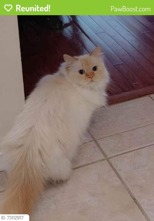 Reunited Female Cat last seen old colony rd and Pilgrims Way, Oakville, ON L6M 1J8