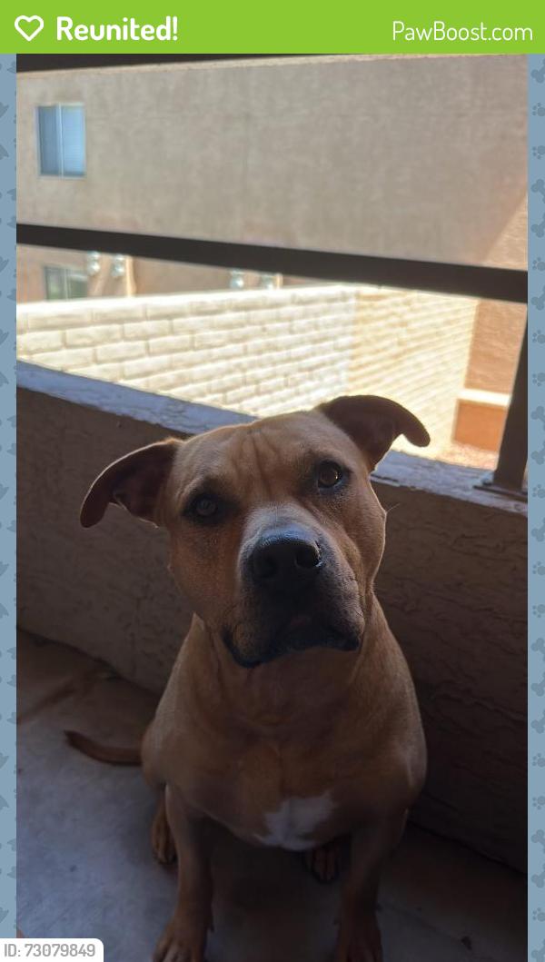 Reunited Male Dog last seen Near prospect rd, Fort Collins, CO 80525