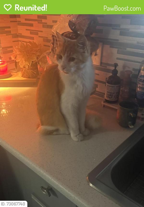 Reunited Male Cat last seen Pennsylvania and Comanche, Albuquerque, NM 87109