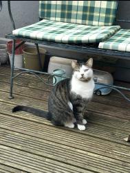 Lost Female Cat last seen gledow valley trail, Moortown, England 