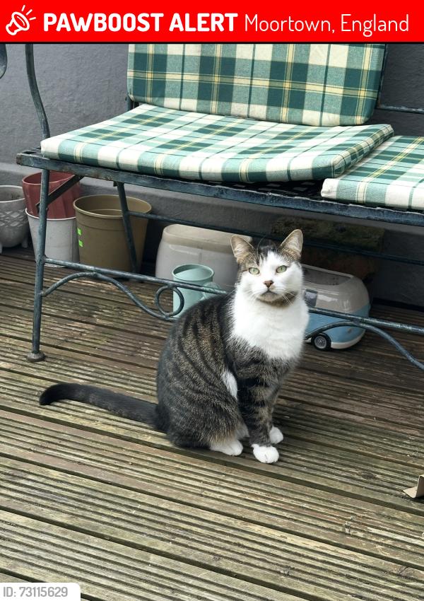 Lost Female Cat last seen gledow valley trail, Moortown, England 