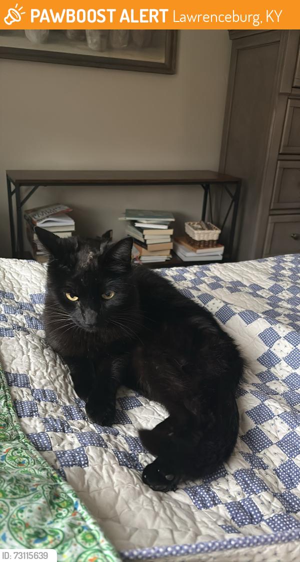 Found/Stray Male Cat last seen Farm area, Lawrenceburg, KY 40342