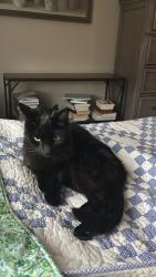 Found/Stray Male Cat last seen Farm area, Lawrenceburg, KY 40342