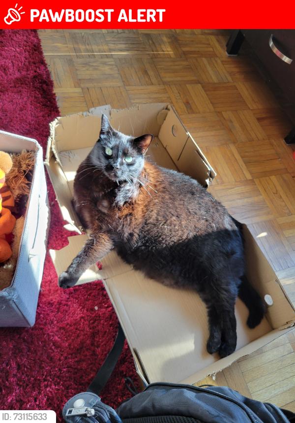 Lost Female Cat last seen Fredrica, Francis, Neebing, Thunder Bay, ON P7E 3K8