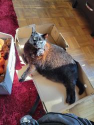 Lost Female Cat last seen Fredrica, Francis, Neebing, Thunder Bay, ON P7E 3K8
