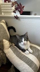 Lost Female Cat last seen Jewell and Kipling, Lakewood, CO 80232