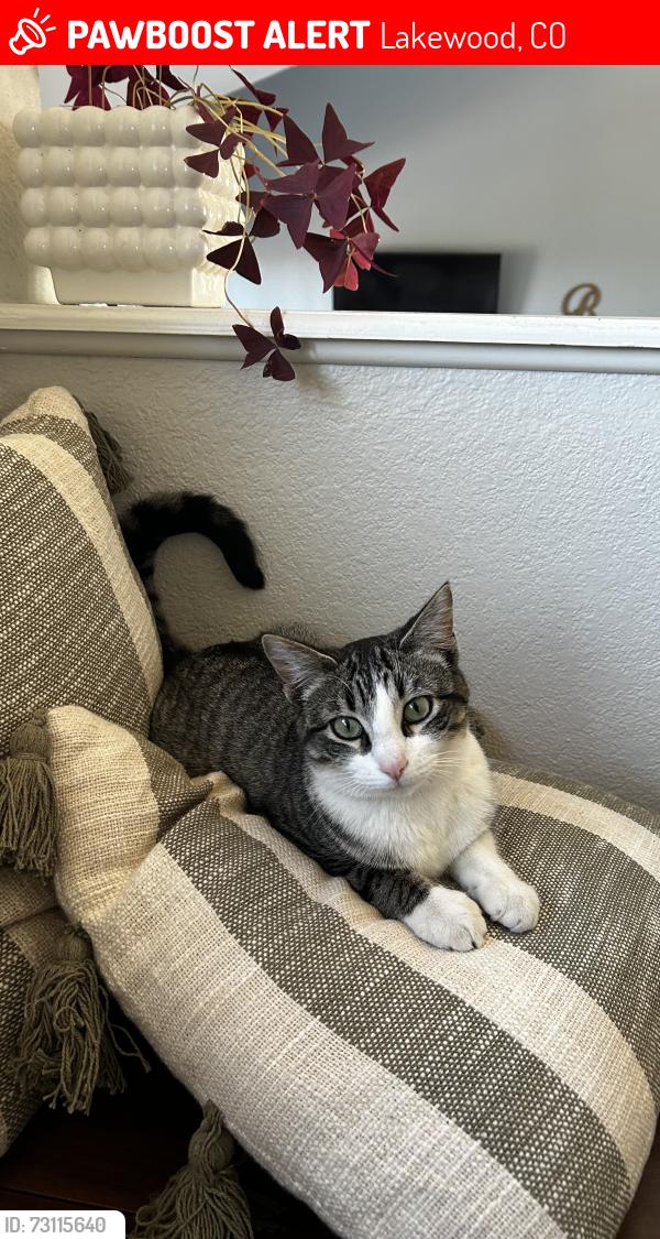 Lost Female Cat last seen Jewell and Kipling, Lakewood, CO 80232