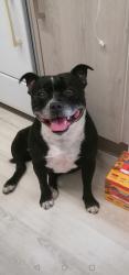 Reunited Male Dog last seen Trebanog R. C.. T, Rhondda Cynon Taf, Cymru CF39 9EA