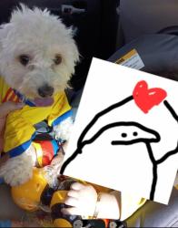 Lost Female Dog last seen Bomba de gasolina, Federal Heights, CO 80260