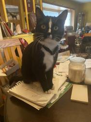 Reunited Female Cat last seen Pinckney RD and E coon lake RD, Howell, MI 48843