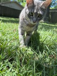 Reunited Female Cat last seen Medway rd goose creek, sc behind merchant powder coatoing, Goose Creek, SC 29445