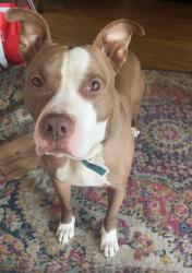 Reunited Male Dog last seen S Birch St & E Mexico Ave, Denver, CO 80222