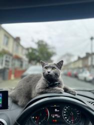Reunited Female Cat last seen E6, Greater London, England E6 2EX