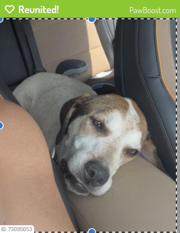 Reunited Male Dog last seen Near Lake Carroll, North Lakeshore, Carrollton, GA 30117