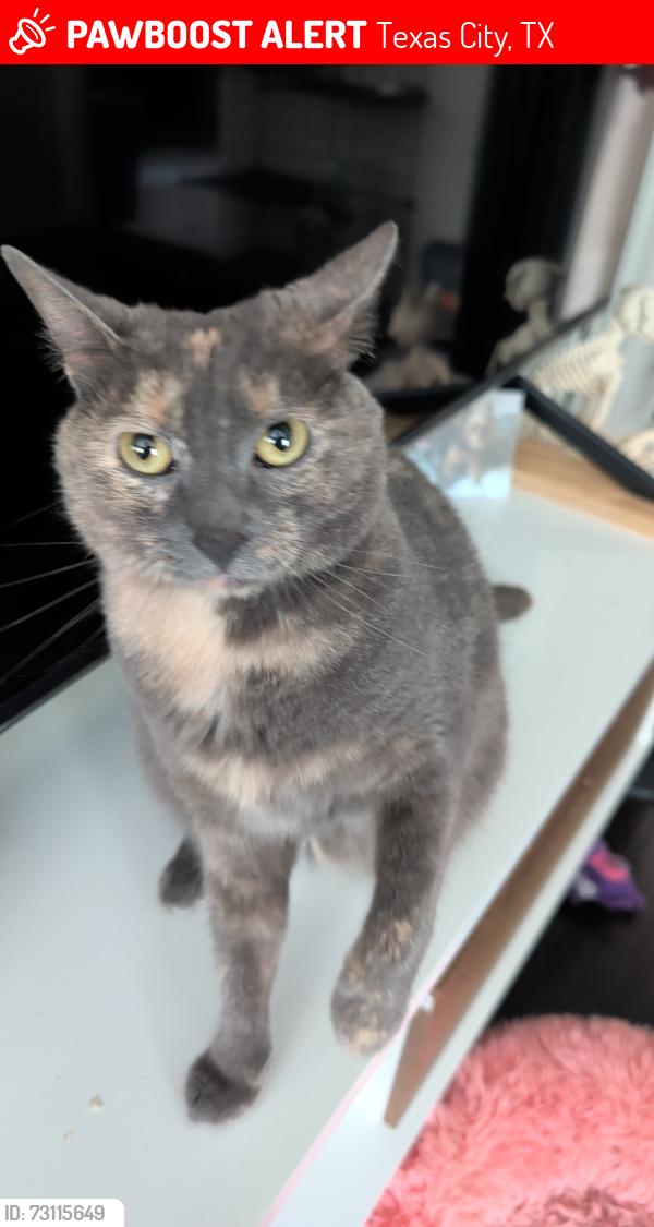 Lost Female Cat last seen 6th St and 18th Ave, Texas City, TX 77590
