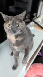 Lost Female Cat last seen 6th St and 18th Ave, Texas City, TX 77590
