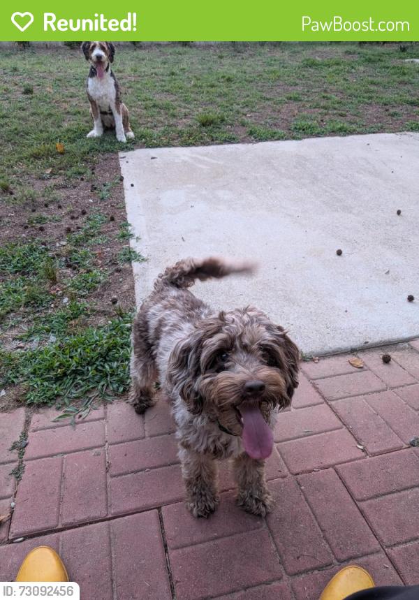 Reunited Female Dog last seen I40 east between exit 148 and 150, Mebane, NC 27302