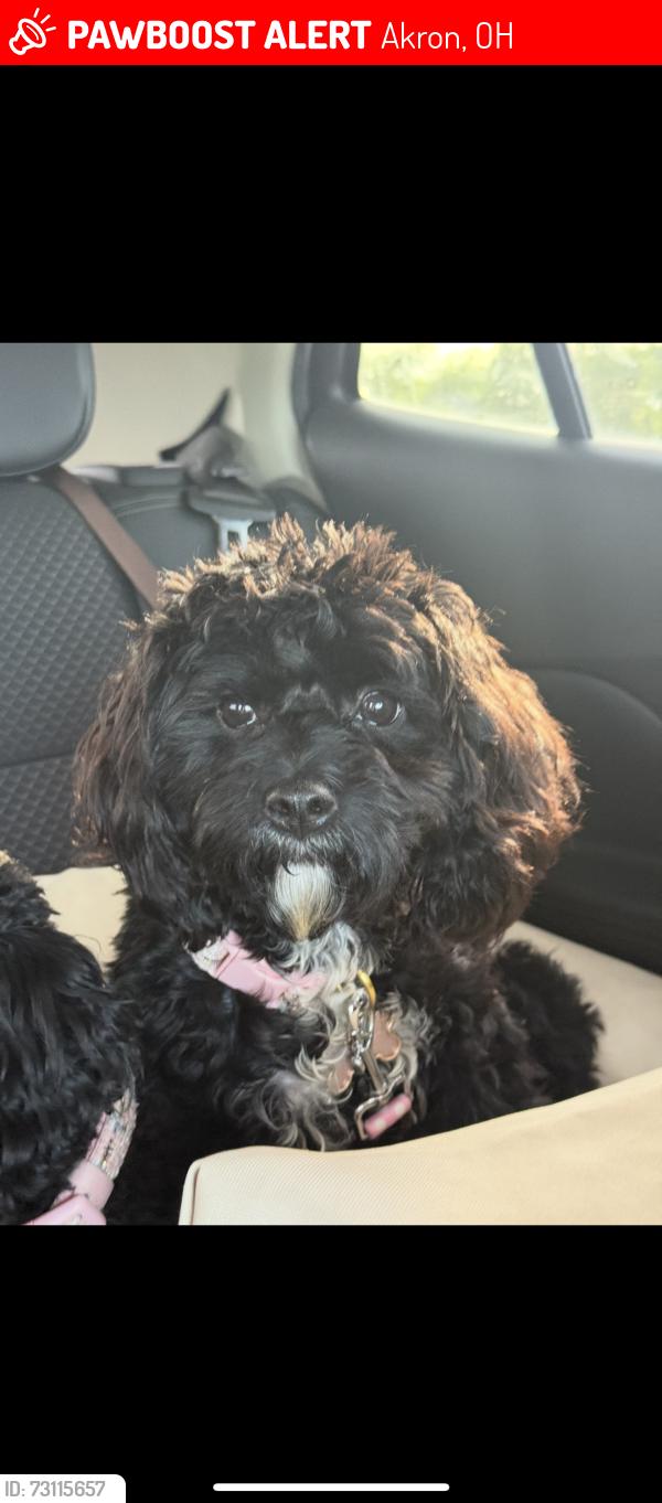 Lost Female Dog last seen himelright, Akron, OH 44320