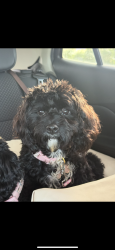 Lost Female Dog last seen himelright, Akron, OH 44320