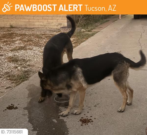 Found/Stray Male Dog last seen Campbell and Irvington, Tucson, AZ 85714