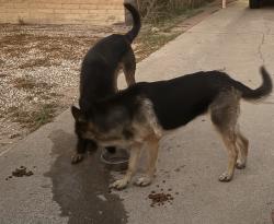 Found/Stray Male Dog last seen Campbell and Irvington, Tucson, AZ 85714
