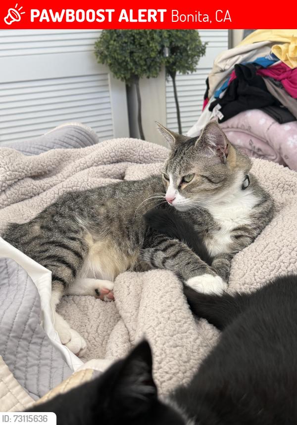 Lost Male Cat last seen Briarwood rd and Sweetwater Rd, Bonita, CA 91902