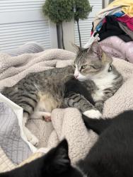 Lost Male Cat last seen Briarwood rd and Sweetwater Rd, Bonita, CA 91902