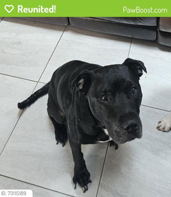Reunited Male Dog last seen Magnolia homes rd and Rundle rd, Orlando, FL 32810