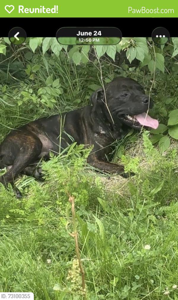 Reunited Male Dog last seen Bancroft and Auburn, Toledo, OH 43606