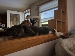 Reunited Male Cat last seen Near Shea street, Fitchburg, MA 01420