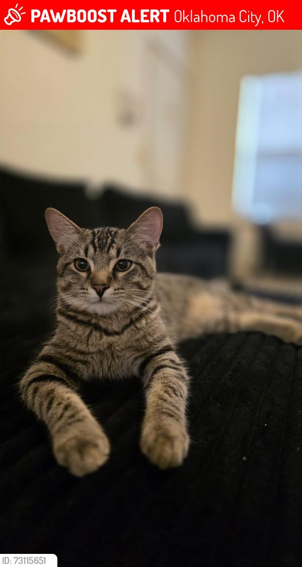 Lost Male Cat last seen Near North Rockwell Avenue, Oklahoma City, OK 73142