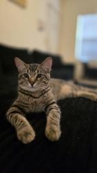 Lost Male Cat last seen Near North Rockwell Avenue, Oklahoma City, OK 73142