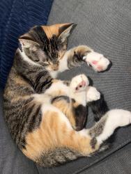Reunited Female Cat last seen Grand River, Golf Club, Howell, MI 48843