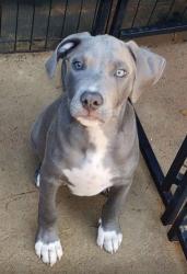 Reunited Male Dog last seen S Birch St & E Mexico Ave, Denver, CO 80222
