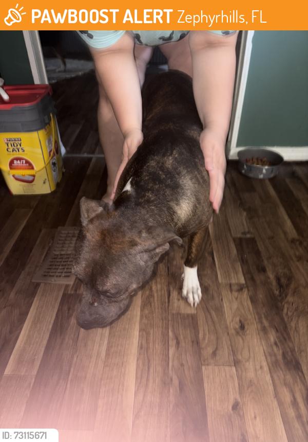 Found/Stray Female Dog last seen Forbes rd, Zephyrhills, FL 33540