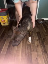 Found/Stray Female Dog last seen Forbes rd, Zephyrhills, FL 33540