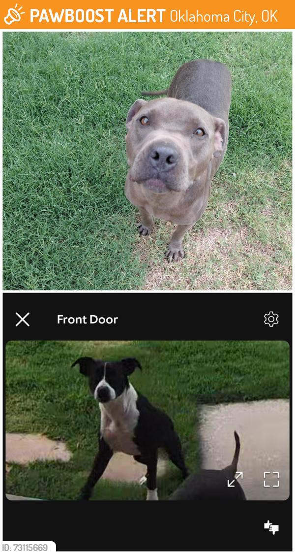 Found/Stray Unknown Dog last seen Near nw 90th st okc 73114, Oklahoma City, OK 73114