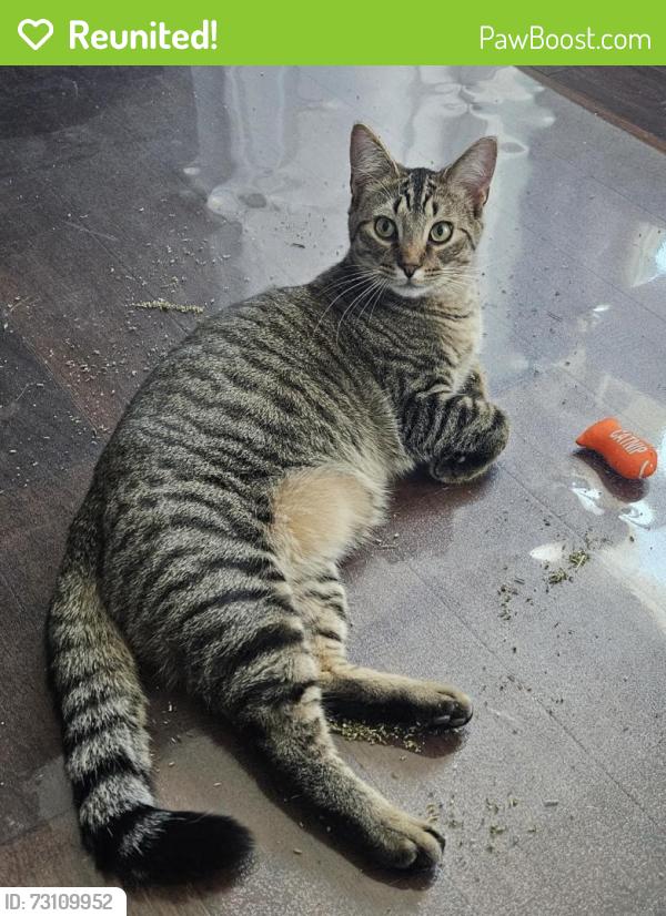 Reunited Male Cat last seen baytown court and Gilhead road, Huntersville, NC 28078