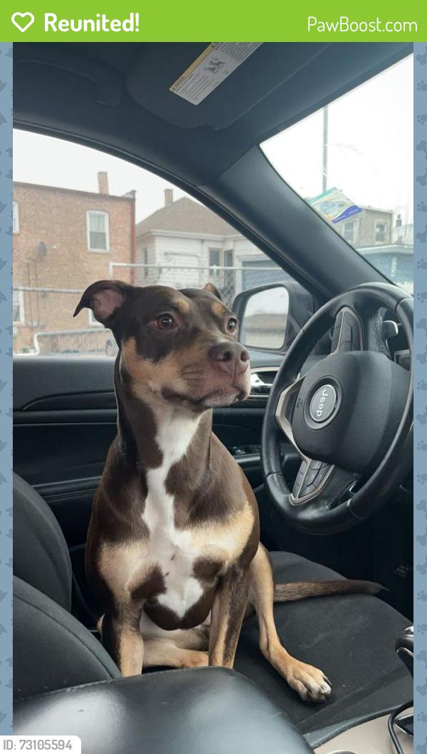 Reunited Female Dog last seen Palmer and Kostner, Chicago, IL 60639