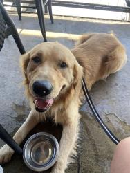 Reunited Male Dog last seen Near Cornish Ave, San Antonio, TX 78223