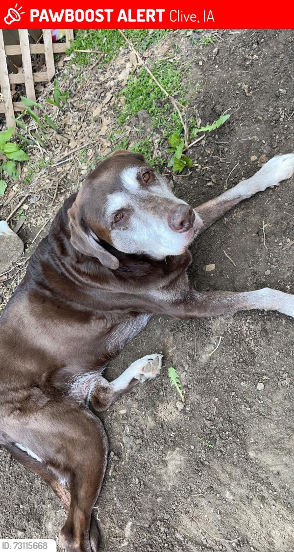 Lost Female Dog last seen Behind Caseys and Horizon events center, little ballfield on greenbelt, Clive, IA 50325