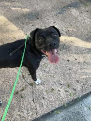 Reunited Male Dog last seen I have in my possession. I have other dogs, so I am keeping him in the shade with food and water., Homestead, FL 33032