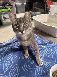 Found/Stray Female Cat last seen Oxbow nature reserve, Reno, NV 89512
