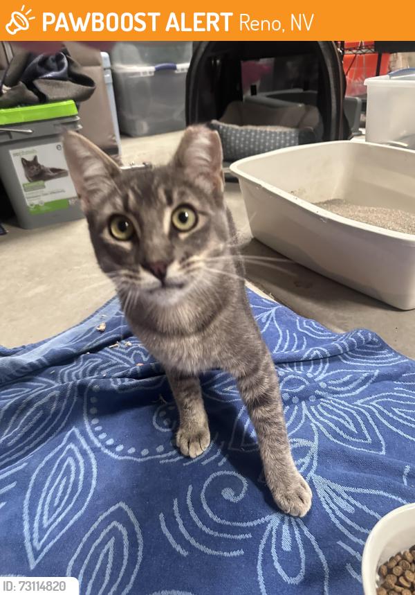 Found/Stray Female Cat last seen Oxbow nature reserve, Reno, NV 89512