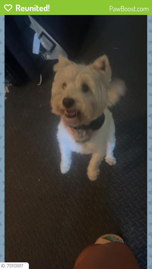 Reunited Female Dog last seen Gordon Dr and Midway Dr, Spartanburg, SC 29301